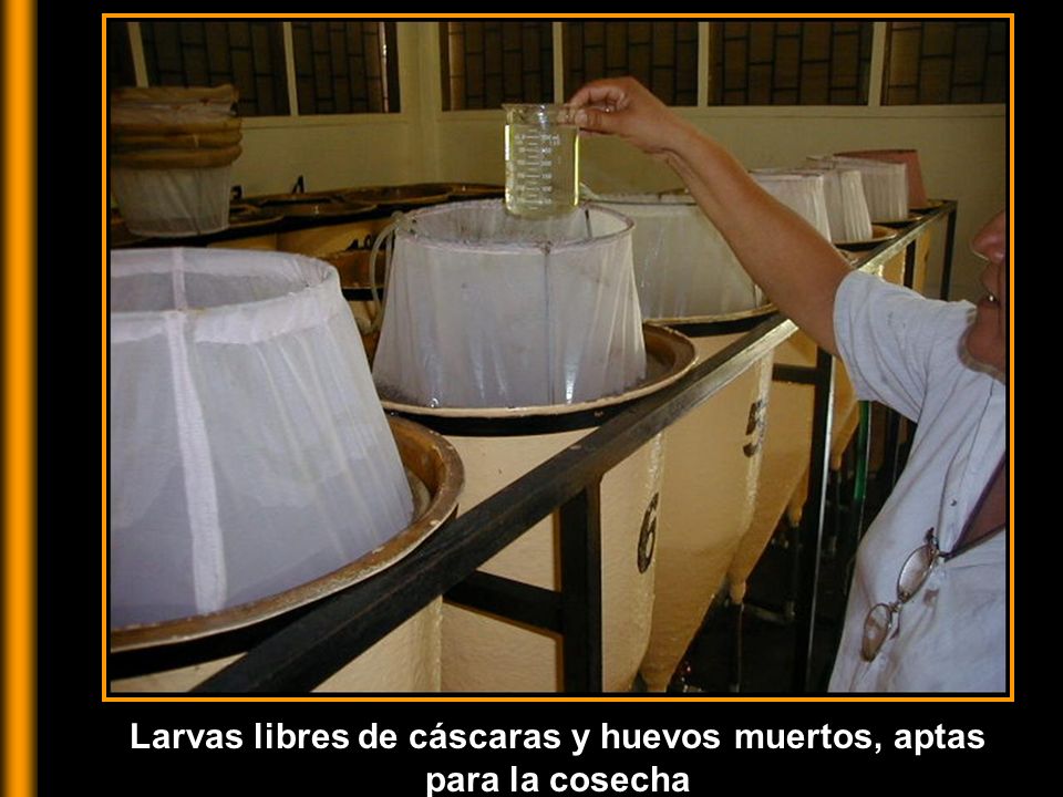 Larvas libres de cáscaras y huevos muertos, aptas para la cosecha