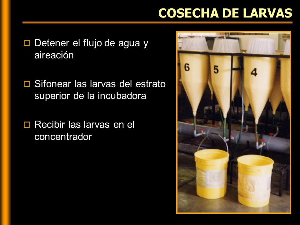 COSECHA DE LARVAS Detener el flujo de agua y aireación