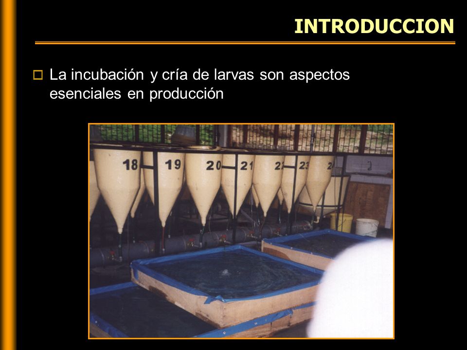INTRODUCCION La incubación y cría de larvas son aspectos esenciales en producción