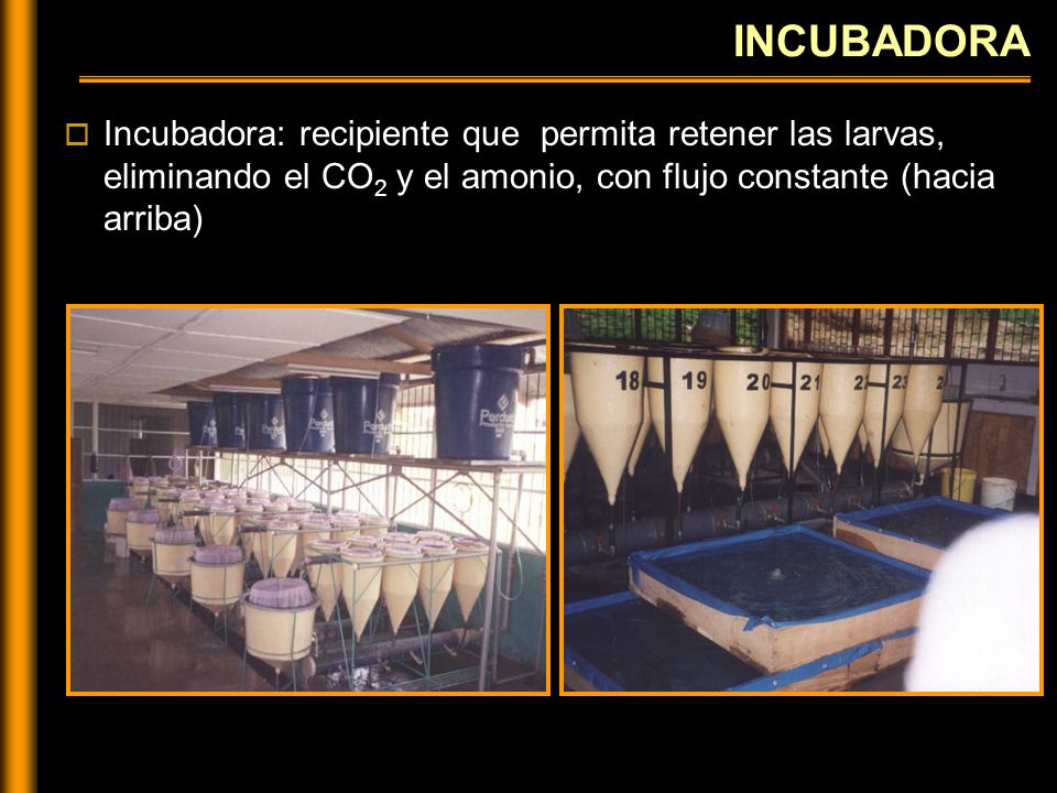 INCUBADORA Incubadora: recipiente que permita retener las larvas, eliminando el CO2 y el amonio, con flujo constante (hacia arriba)