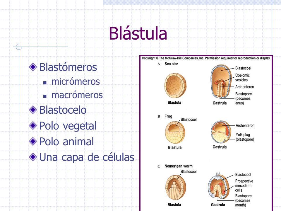 Blástula Blastómeros Blastocelo Polo vegetal Polo animal