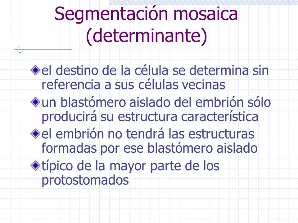 Segmentación mosaica (determinante)