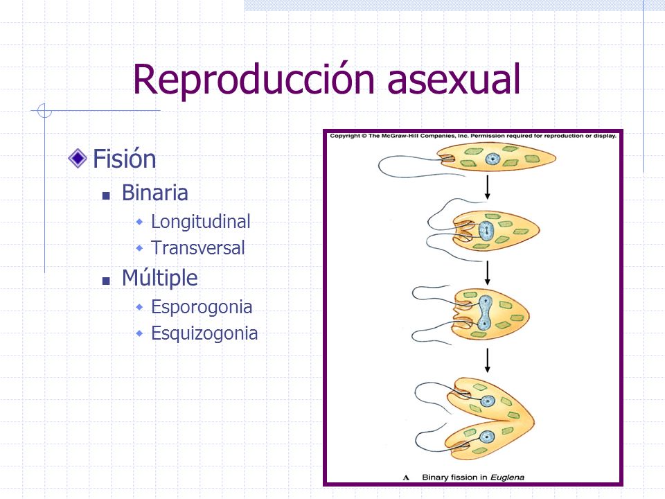 Reproducción asexual Fisión Binaria Múltiple Longitudinal Transversal