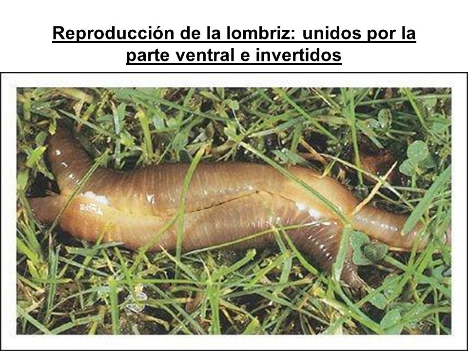 Reproducción de la lombriz: unidos por la parte ventral e invertidos