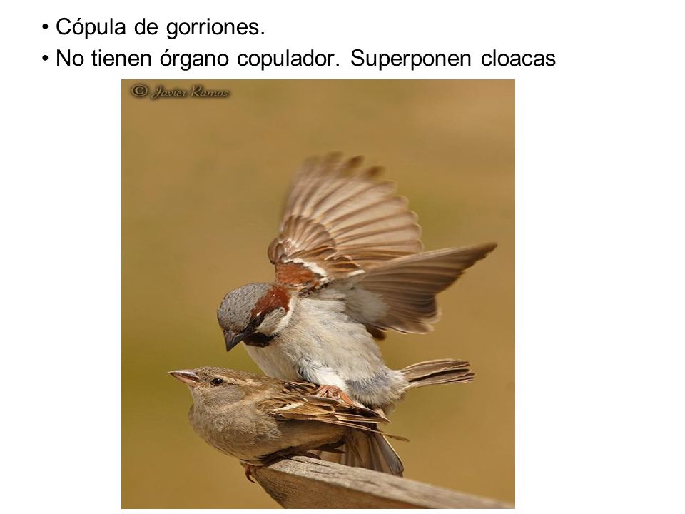 Cópula de gorriones. No tienen órgano copulador. Superponen cloacas
