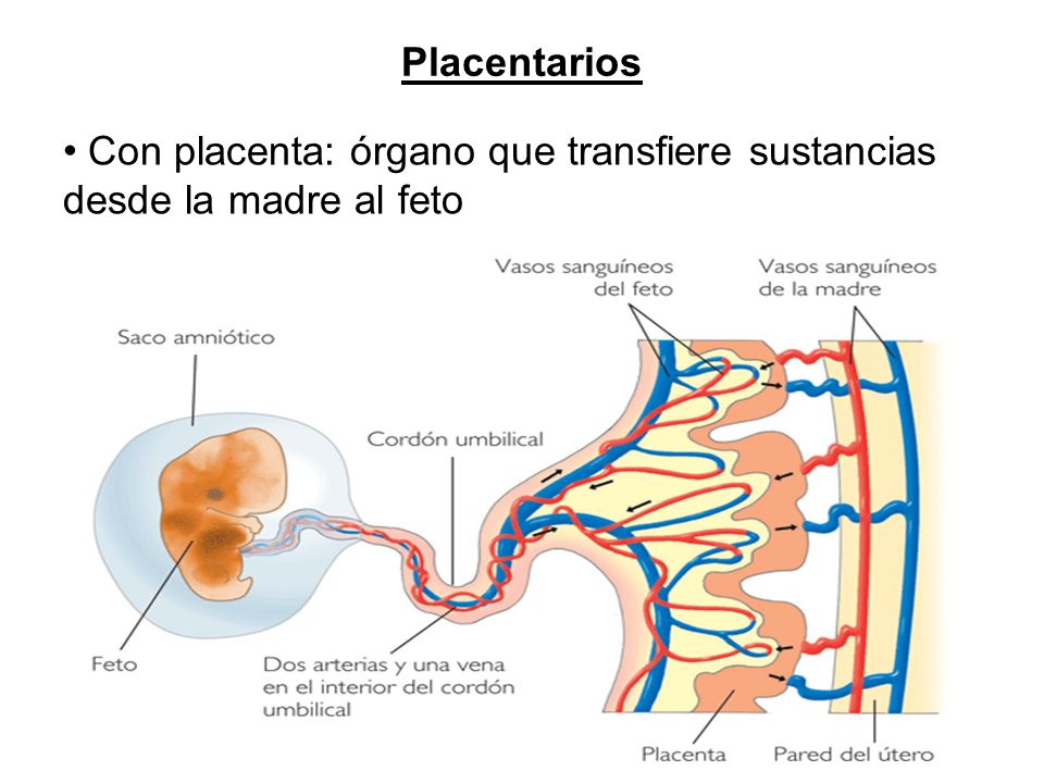 Placentarios Con placenta: órgano que transfiere sustancias desde la madre al feto
