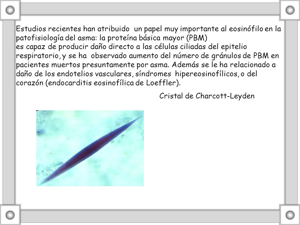 Estudios recientes han atribuido un papel muy importante al eosinófilo en la patofisiología del asma: la proteína básica mayor (PBM)