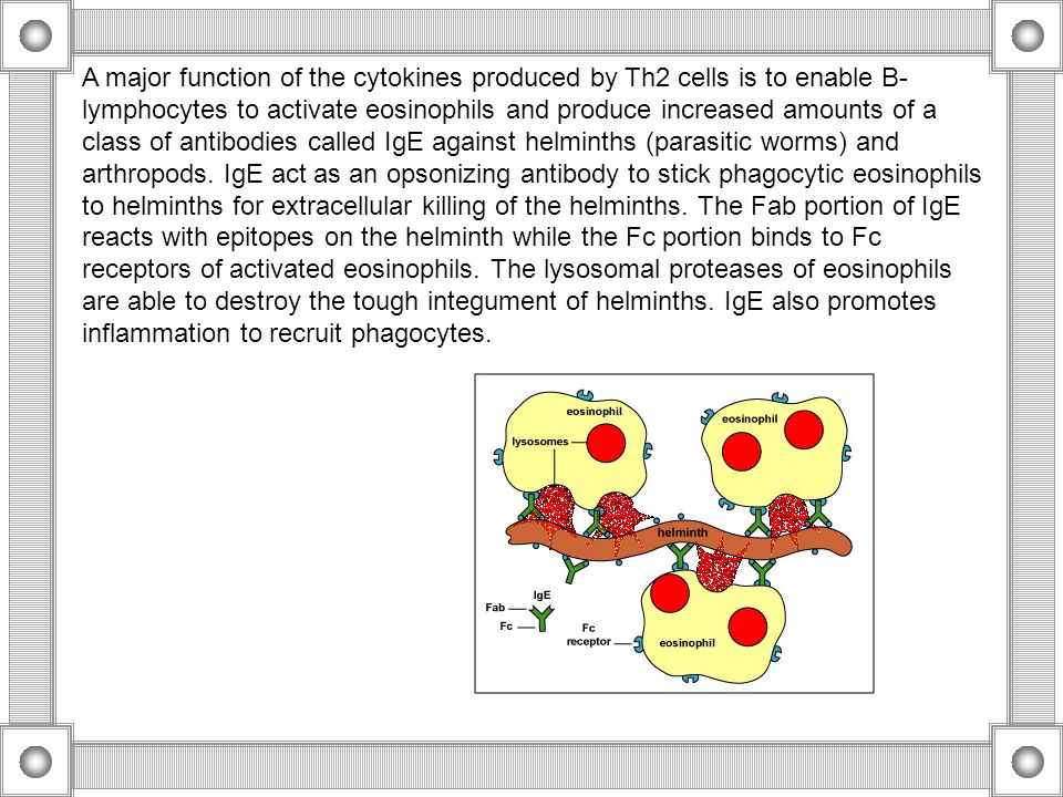 A major function of the cytokines produced by Th2 cells is to enable B-lymphocytes to activate eosinophils and produce increased amounts of a class of antibodies called IgE against helminths (parasitic worms) and arthropods.