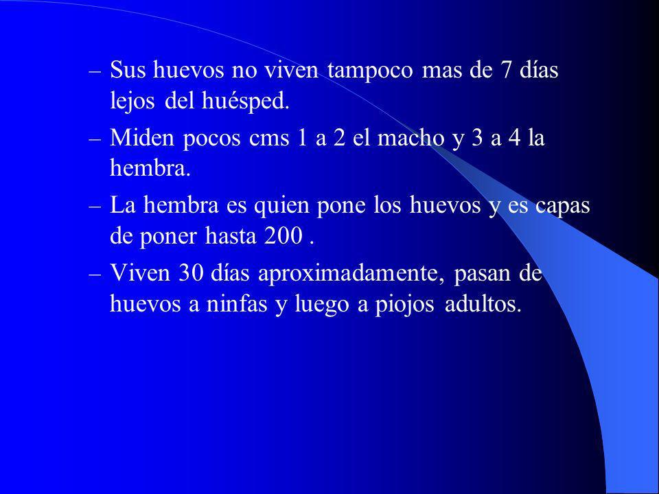 Sus huevos no viven tampoco mas de 7 días lejos del huésped.