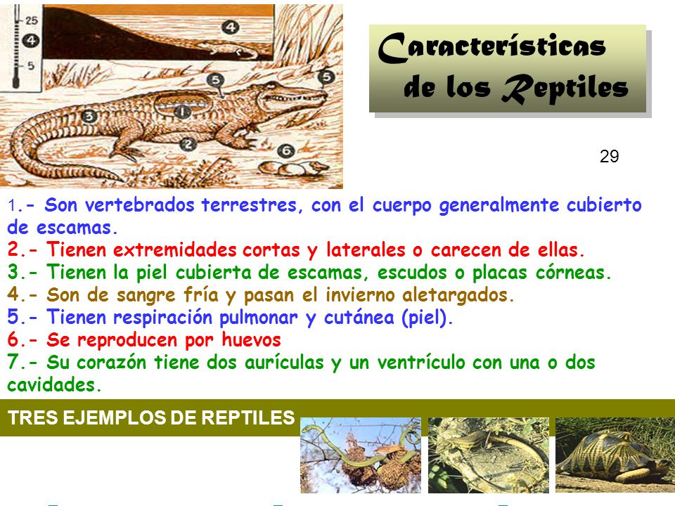 Características de los Reptiles