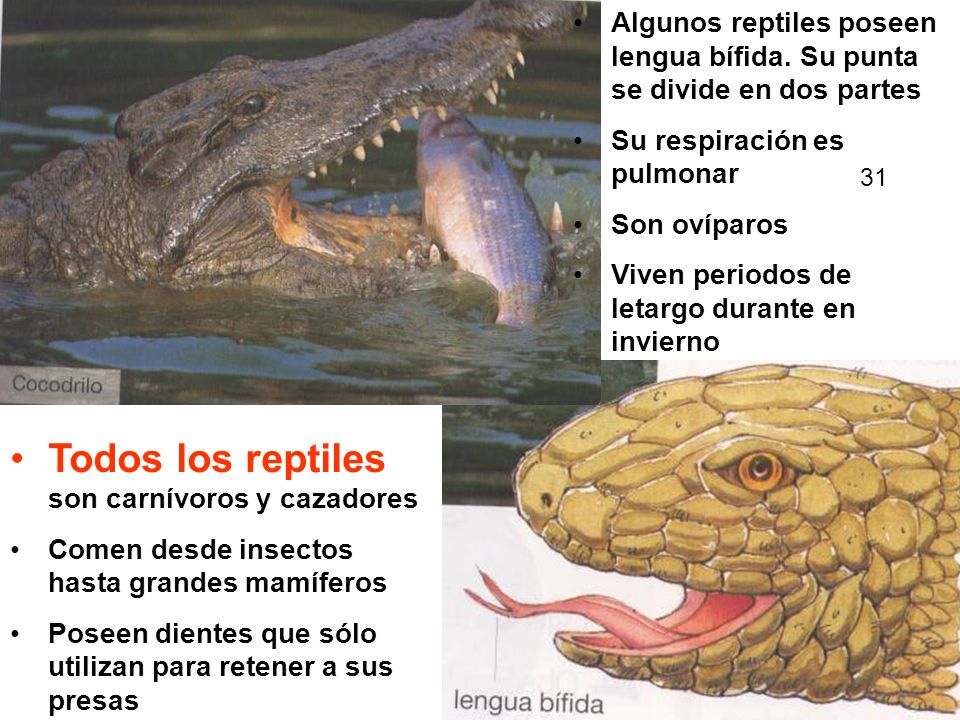 Todos los reptiles son carnívoros y cazadores