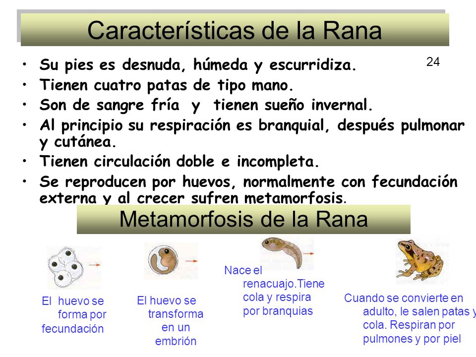 Características de la Rana