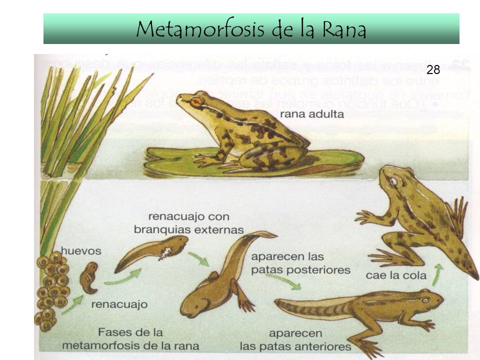 Metamorfosis de la Rana