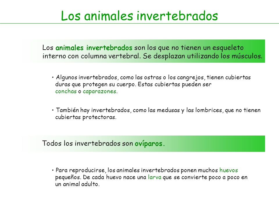 Los animales invertebrados