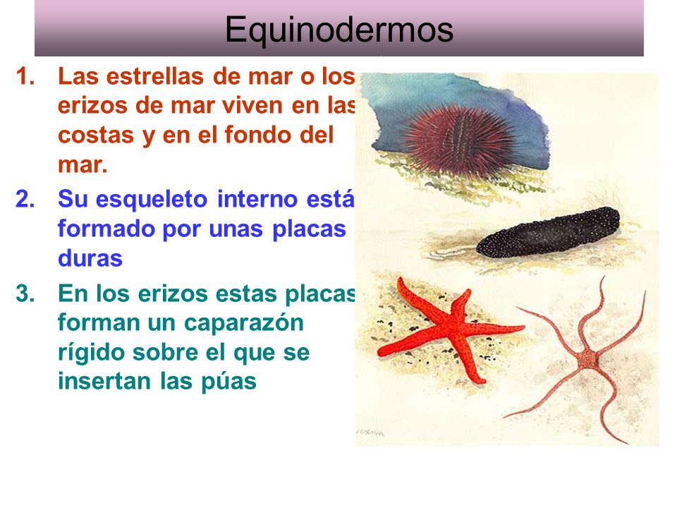 Equinodermos Las estrellas de mar o los erizos de mar viven en las costas y en el fondo del mar.