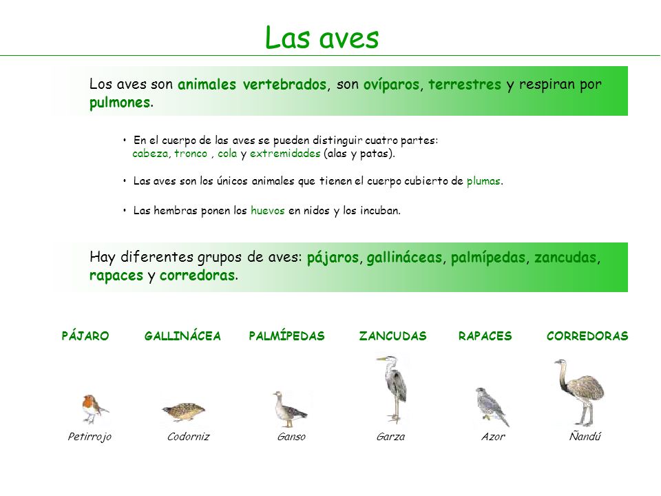 Las aves Los aves son animales vertebrados, son ovíparos, terrestres y respiran por pulmones.