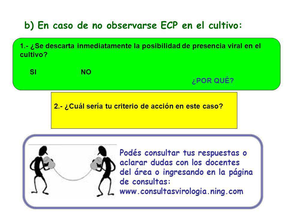 b) En caso de no observarse ECP en el cultivo: