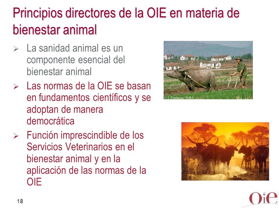 Principios directores de la OIE en materia de bienestar animal