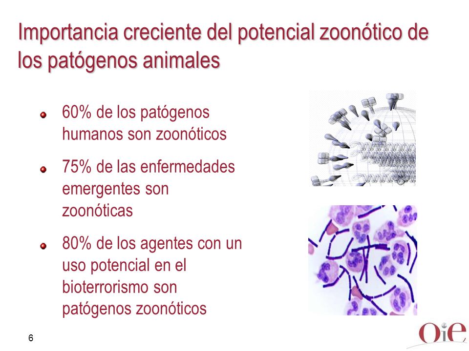 Importancia creciente del potencial zoonótico de los patógenos animales
