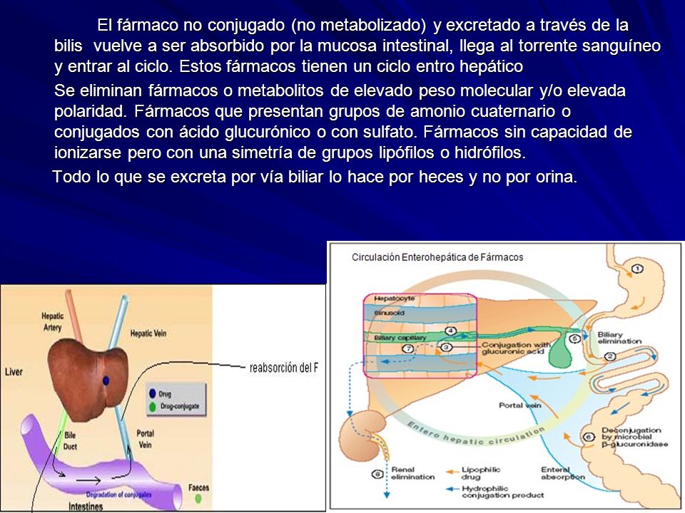 El fármaco no conjugado (no metabolizado) y excretado a través de la bilis vuelve a ser absorbido por la mucosa intestinal, llega al torrente sanguíneo y entrar al ciclo. Estos fármacos tienen un ciclo entro hepático