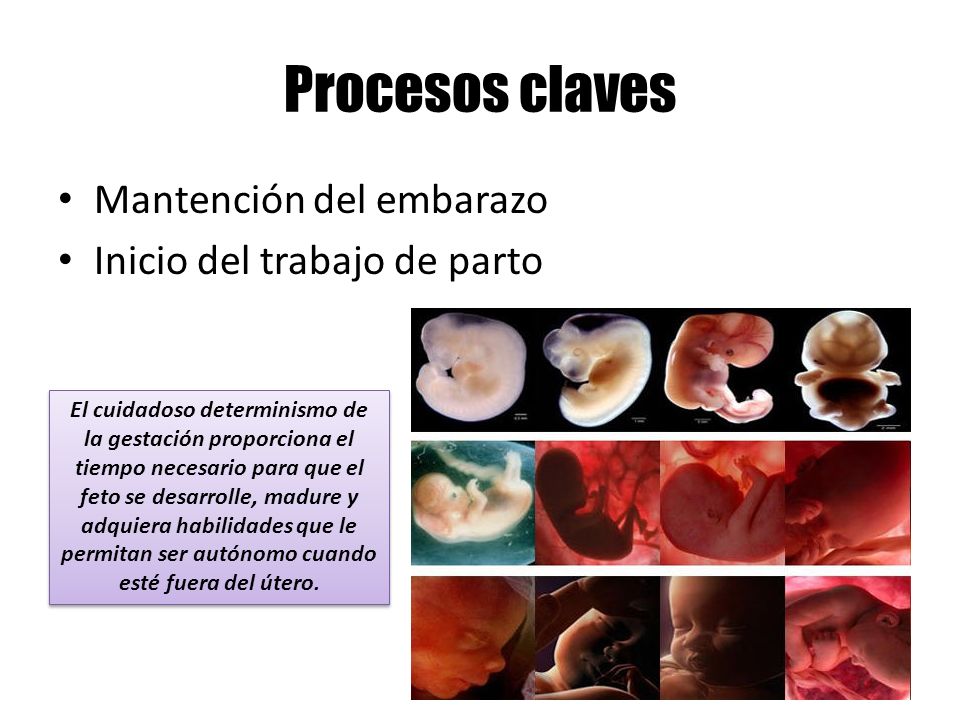 Procesos claves Mantención del embarazo Inicio del trabajo de parto