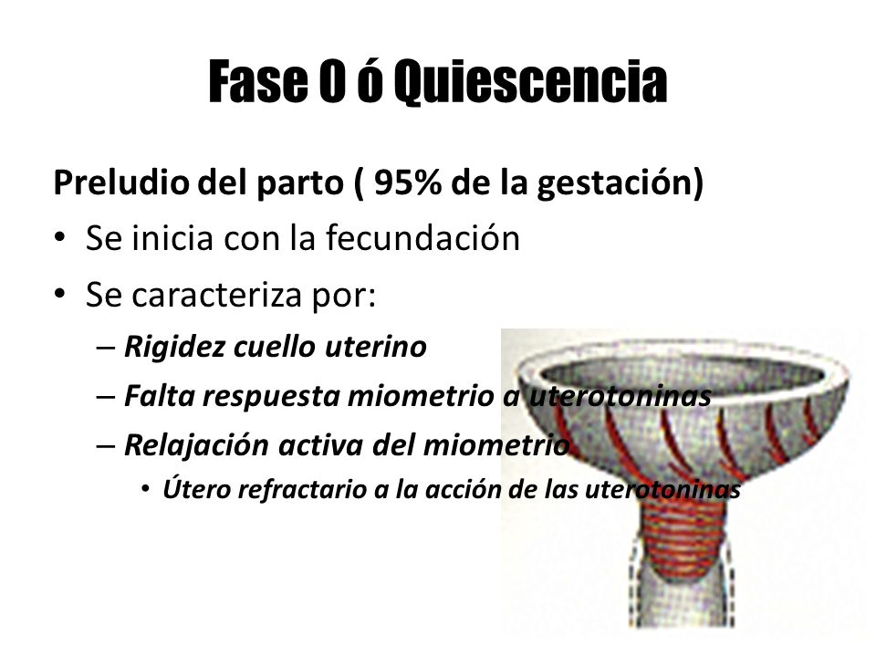 Fase 0 ó Quiescencia Preludio del parto ( 95% de la gestación)