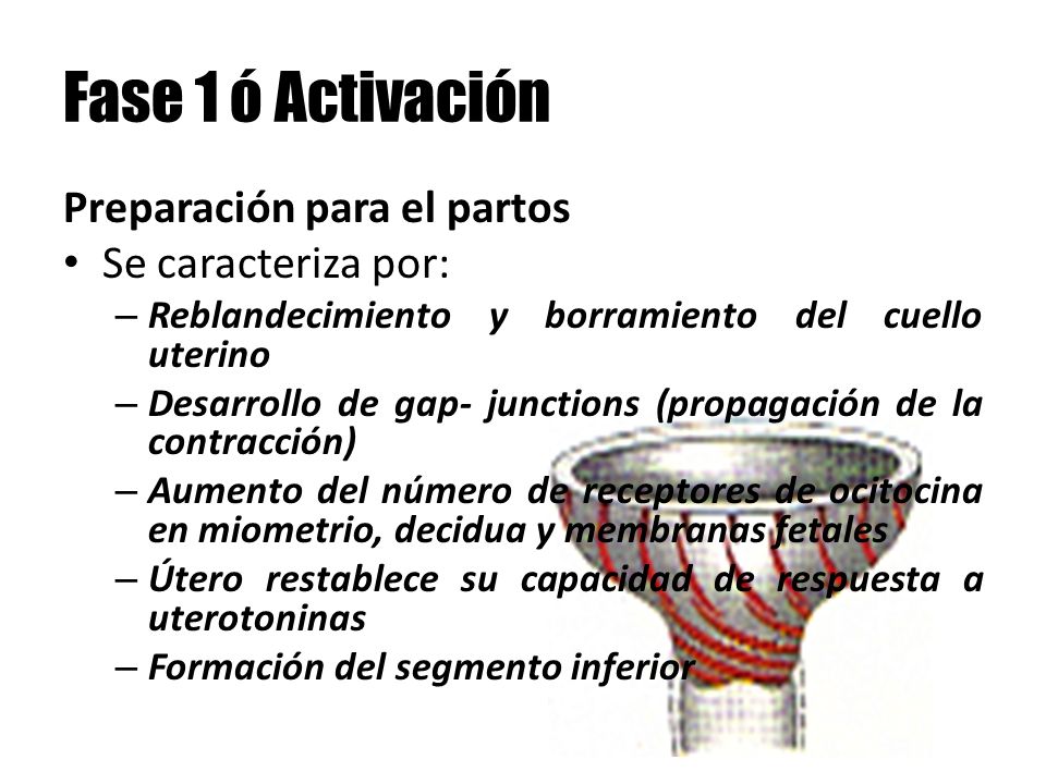 Fase 1 ó Activación Preparación para el partos Se caracteriza por: