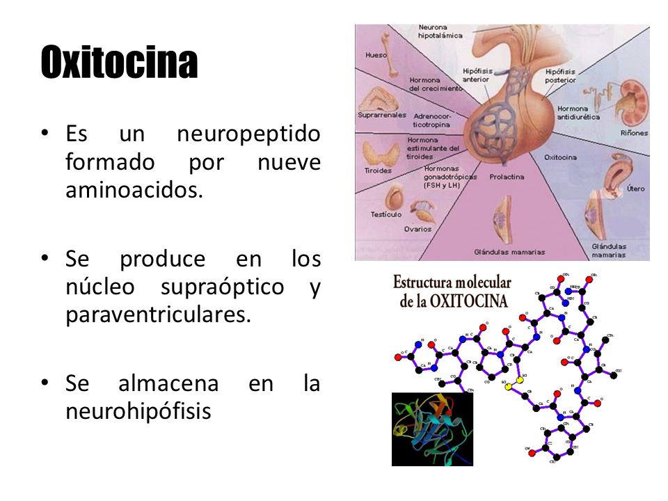 Oxitocina Es un neuropeptido formado por nueve aminoacidos.
