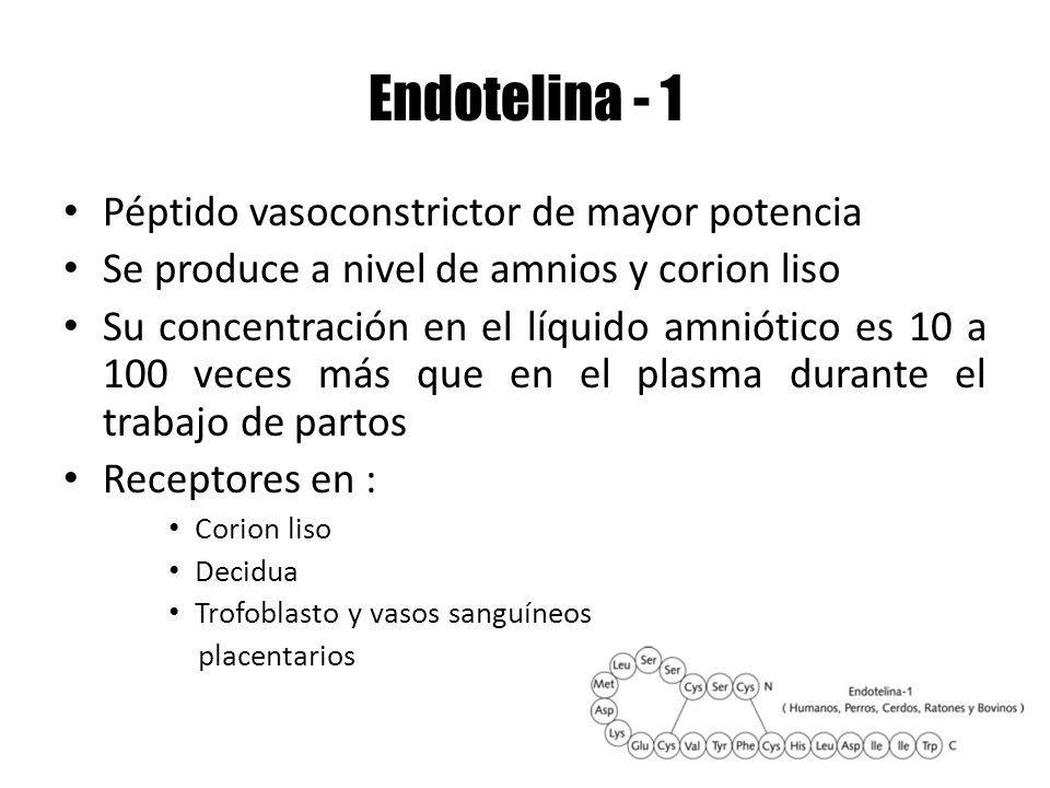 Endotelina - 1 Péptido vasoconstrictor de mayor potencia