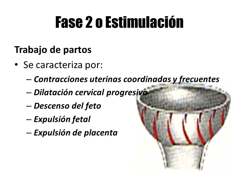 Fase 2 o Estimulación Trabajo de partos Se caracteriza por: