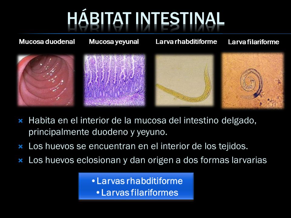 Hábitat intestinal Mucosa duodenal. Mucosa yeyunal. Larva rhabditiforme. Larva filariforme.