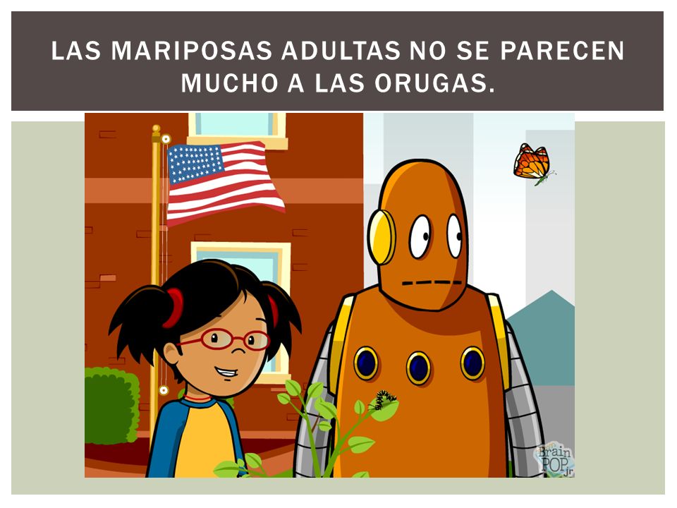 Las mariposas adultas no se parecen mucho a las orugas.