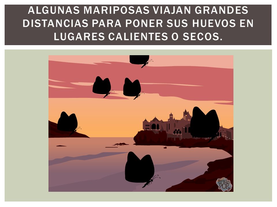 Algunas mariposas viajan grandes distancias para poner sus huevos en lugares calientes o secos.