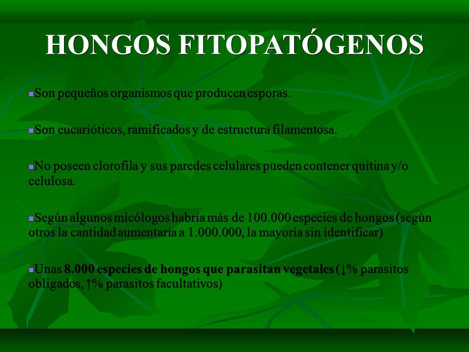 HONGOS FITOPATÓGENOS Son pequeños organismos que producen esporas.