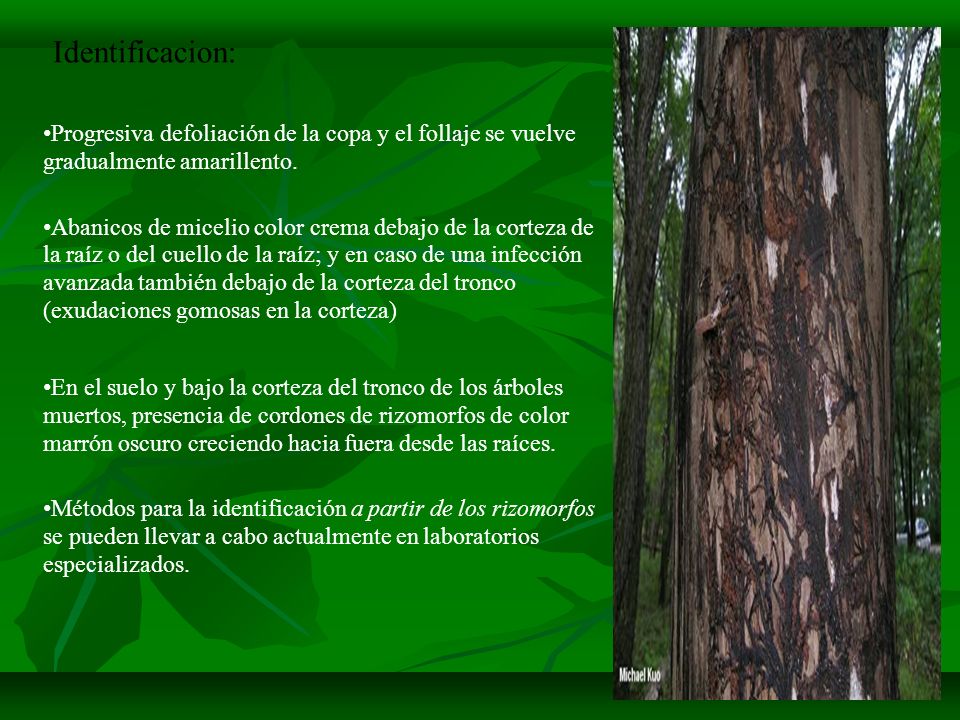 Identificacion: Progresiva defoliación de la copa y el follaje se vuelve gradualmente amarillento.