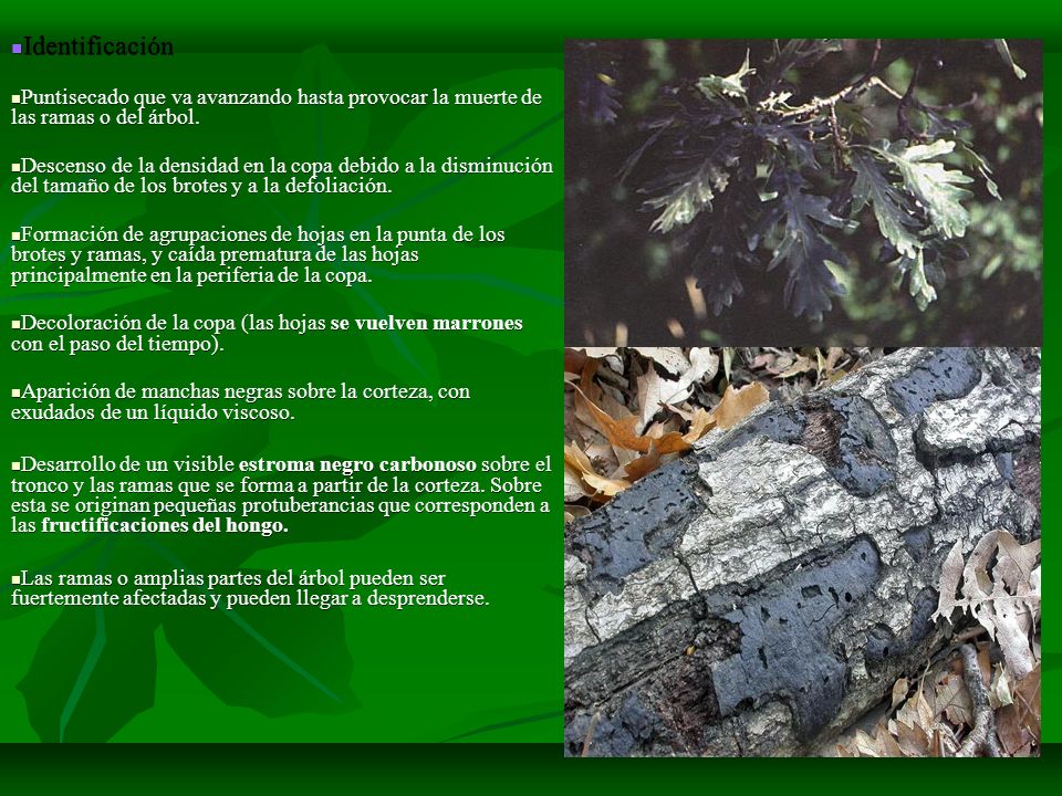 Identificación Puntisecado que va avanzando hasta provocar la muerte de las ramas o del árbol.