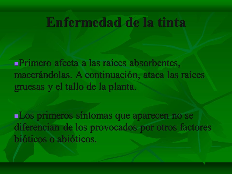 Enfermedad de la tinta Primero afecta a las raíces absorbentes, macerándolas. A continuación, ataca las raíces gruesas y el tallo de la planta.