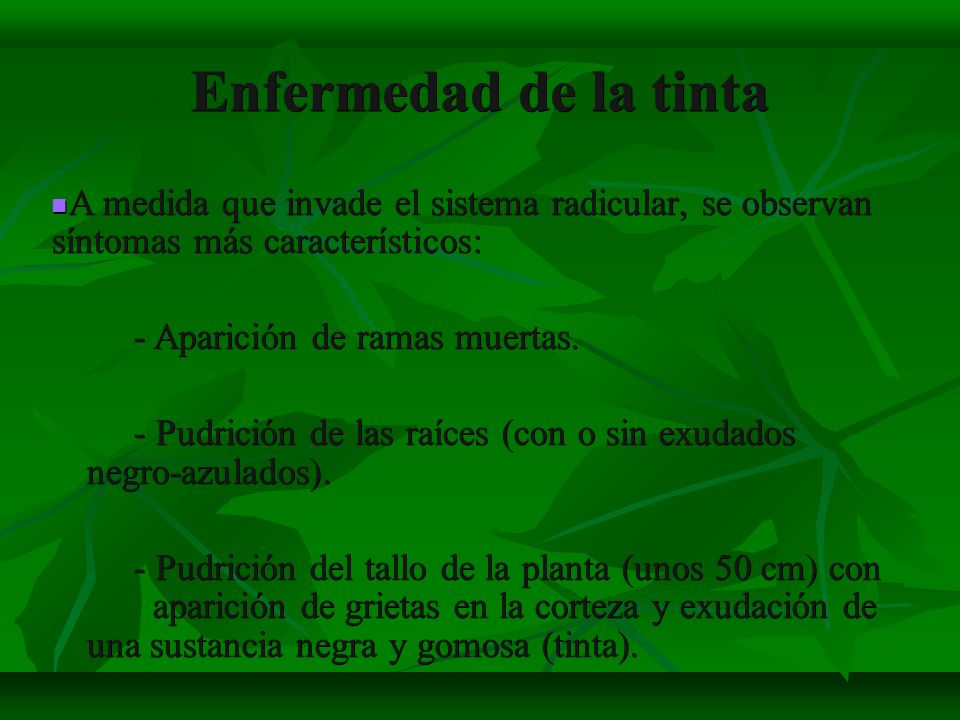 Enfermedad de la tinta A medida que invade el sistema radicular, se observan síntomas más característicos: