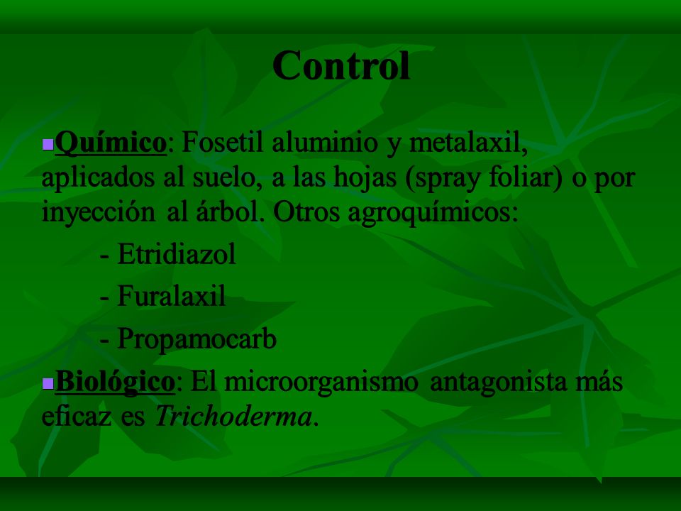 Control Químico: Fosetil aluminio y metalaxil, aplicados al suelo, a las hojas (spray foliar) o por inyección al árbol. Otros agroquímicos: