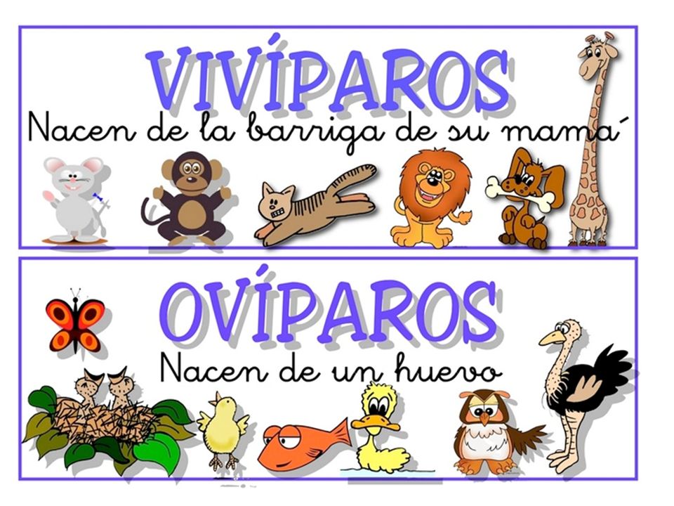 Spanish: HUEVO English: OVAL Both from the Latin word OVUM