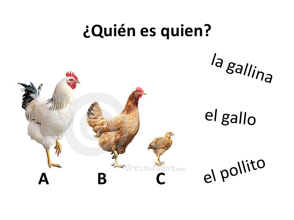 ¿Quién es quien la gallina el gallo el pollito A B C