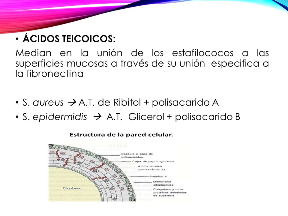 ÁCIDOS TEICOICOS: Median en la unión de los estafilococos a las superficies mucosas a través de su unión especifica a la fibronectina.