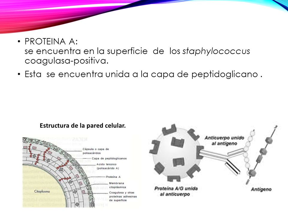 PROTEINA A: se encuentra en la superficie de los staphylococcus coagulasa-positiva.
