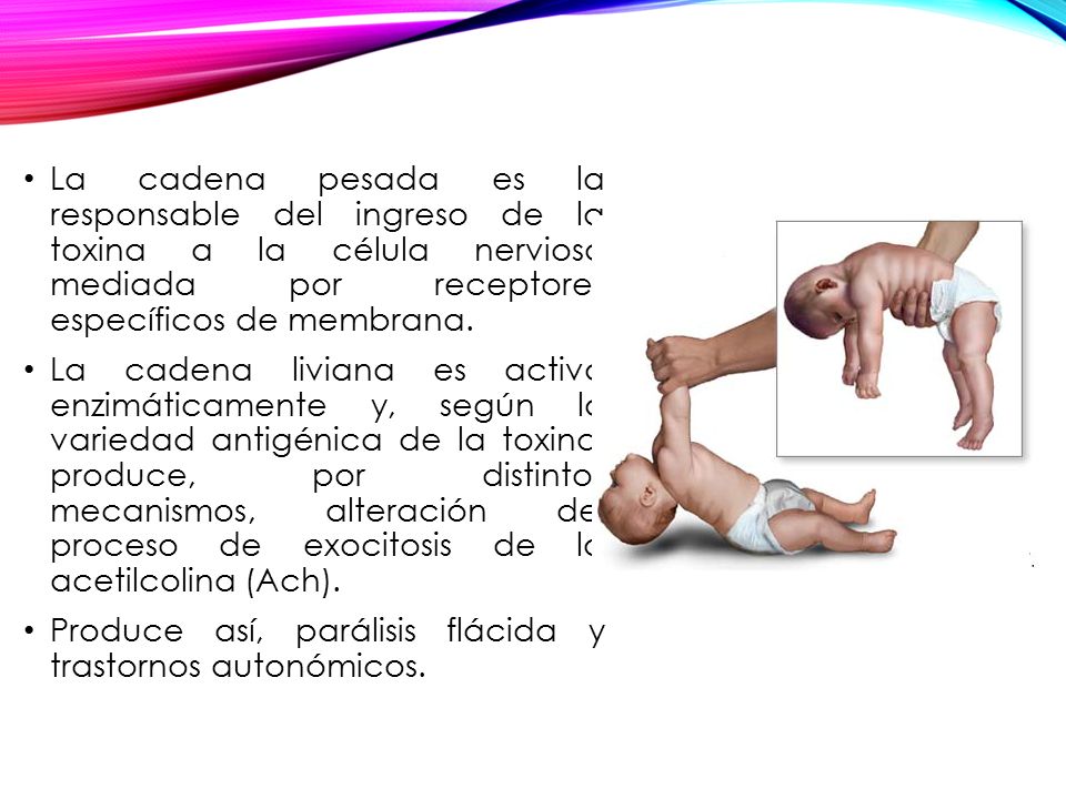 La cadena pesada es la responsable del ingreso de la toxina a la célula nerviosa mediada por receptores específicos de membrana.