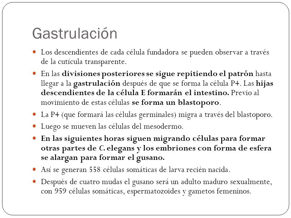 Gastrulación Los descendientes de cada célula fundadora se pueden observar a través de la cutícula transparente.