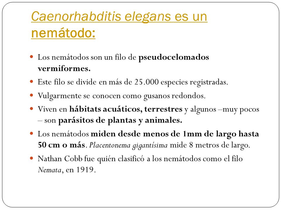 Caenorhabditis elegans es un nemátodo: