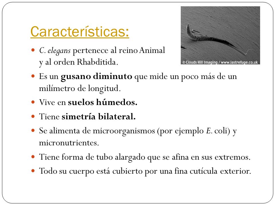 Características: C. elegans pertenece al reino Animal y al orden Rhabditida.