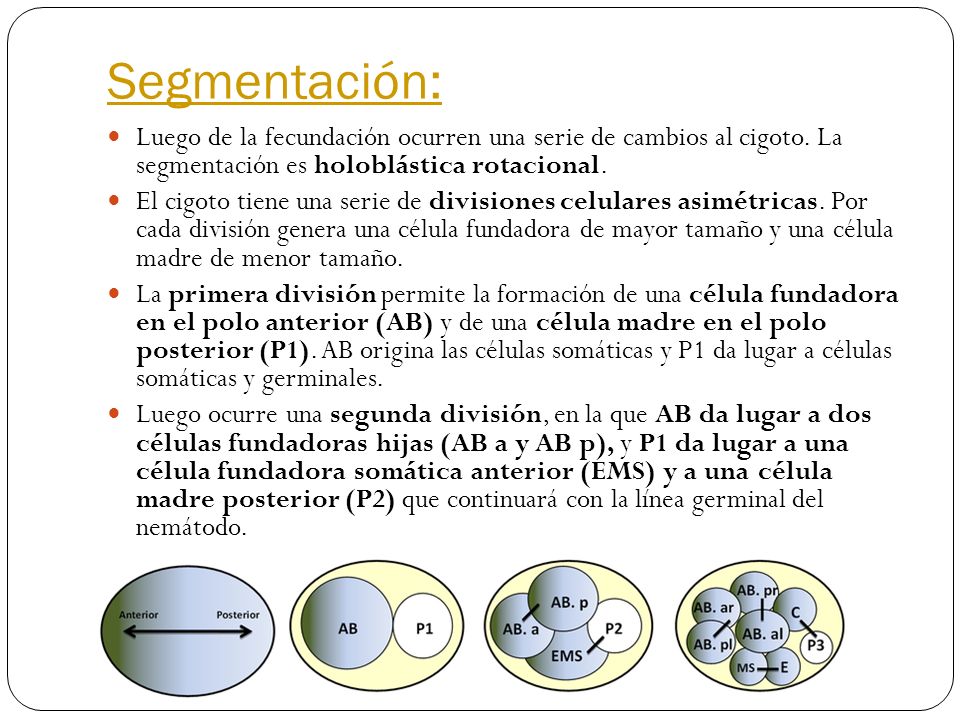 Segmentación: Luego de la fecundación ocurren una serie de cambios al cigoto. La segmentación es holoblástica rotacional.
