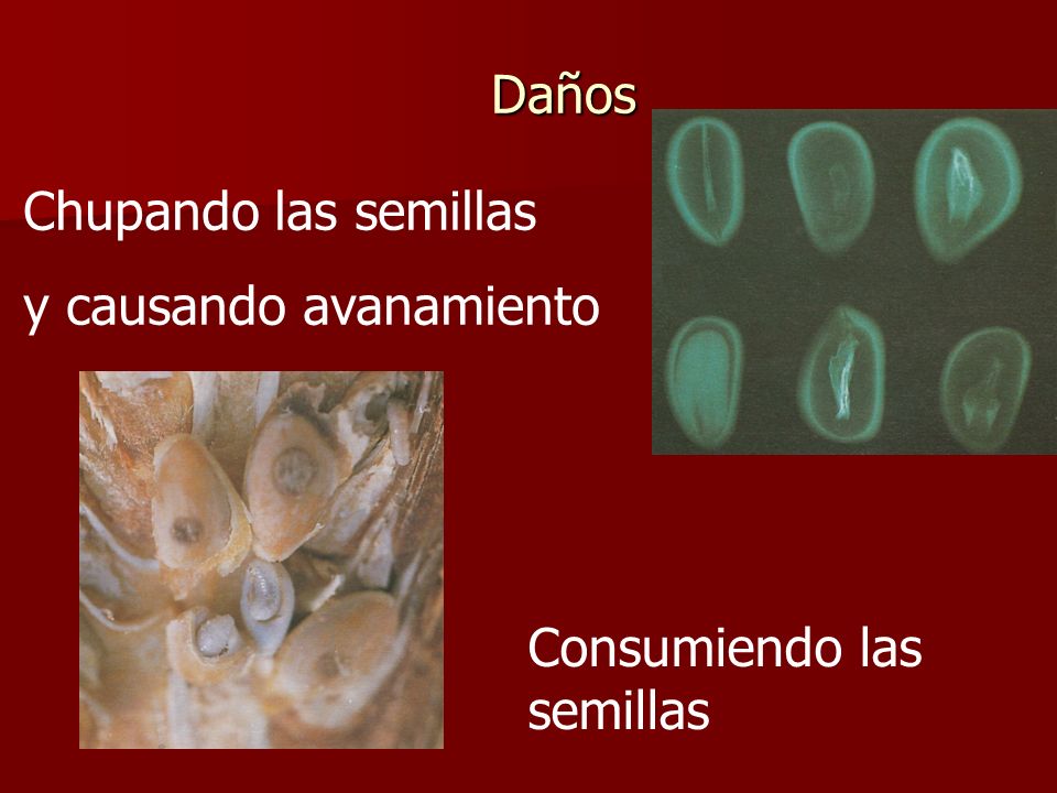 Daños Chupando las semillas y causando avanamiento Consumiendo las semillas
