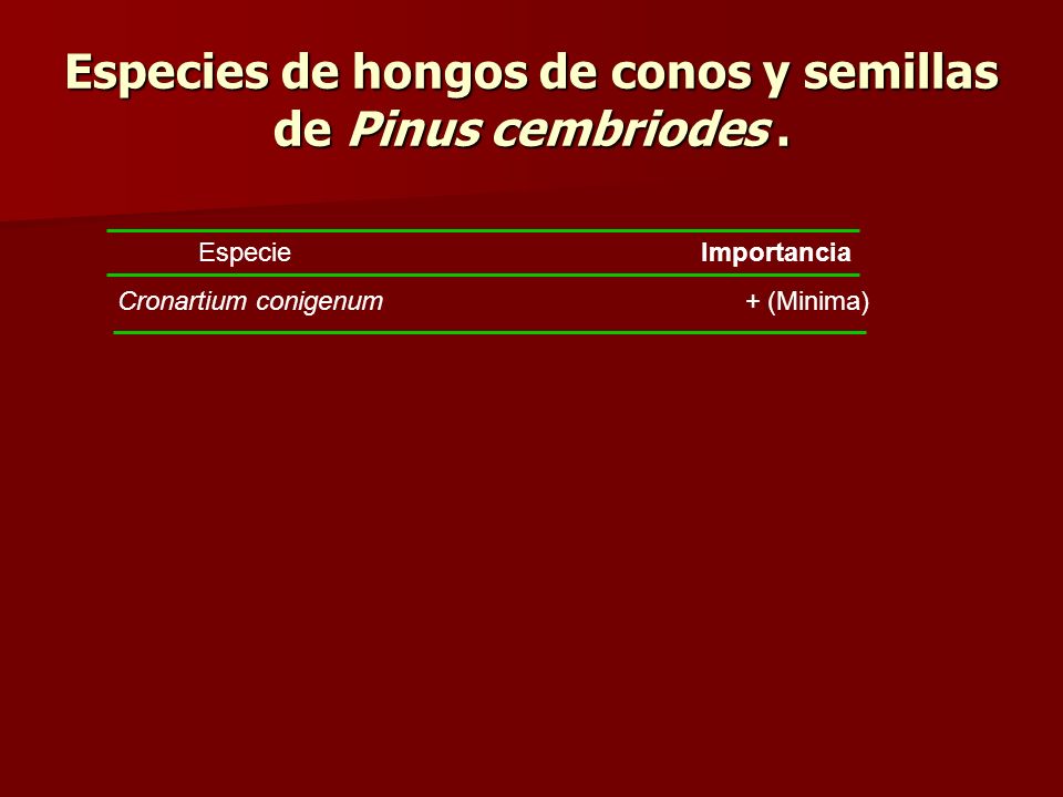 Especies de hongos de conos y semillas de Pinus cembriodes .